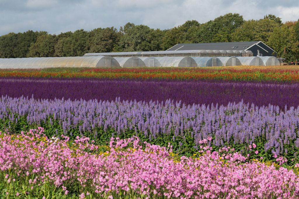 Vaste Planten