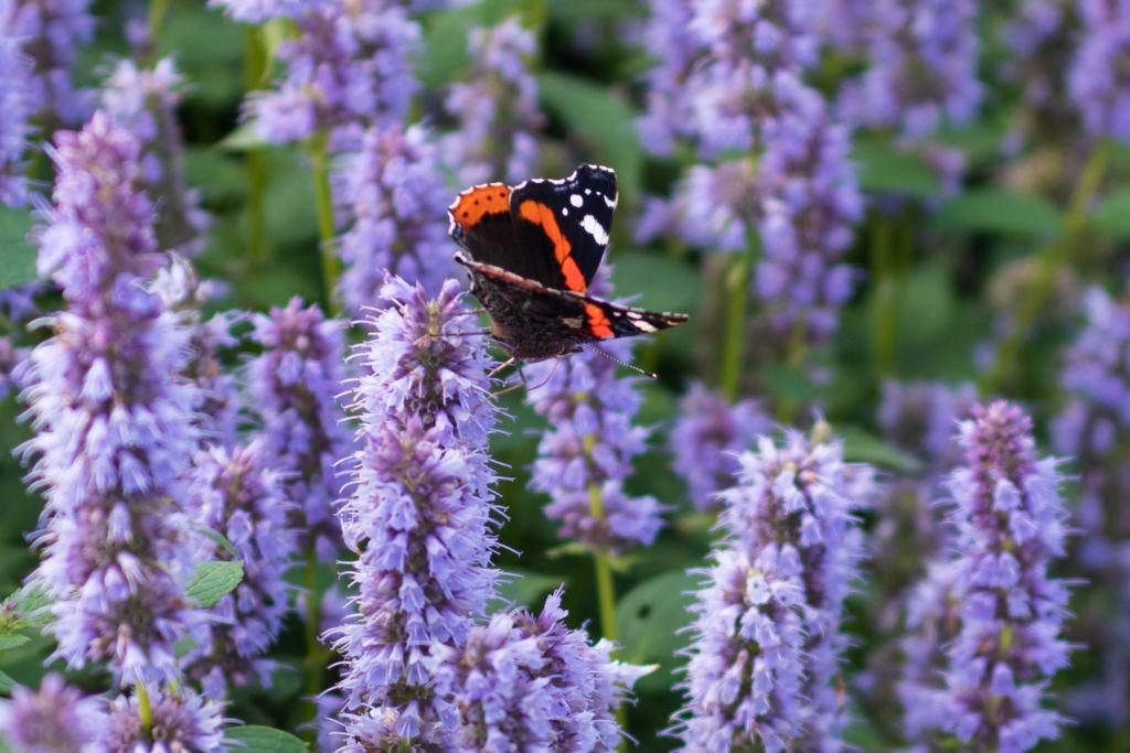 Agastasche foe. Purple Haze