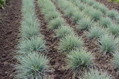 Festuca glauca Elijah Blue