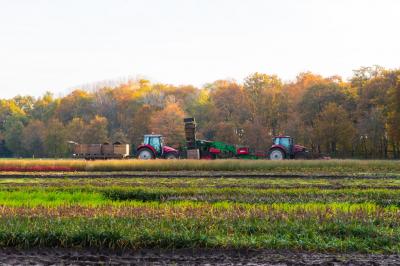 Kwaliteit vaste planten, grassen en bewortelt stek