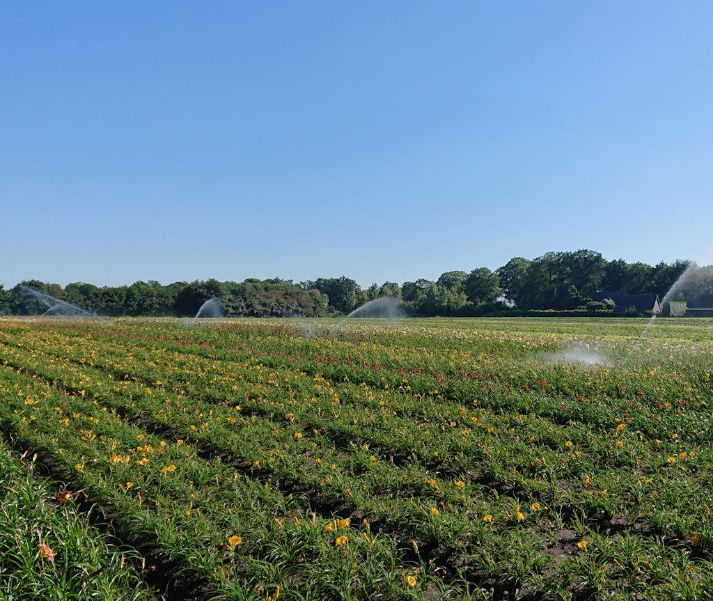 Over Vilier Vaste Planten